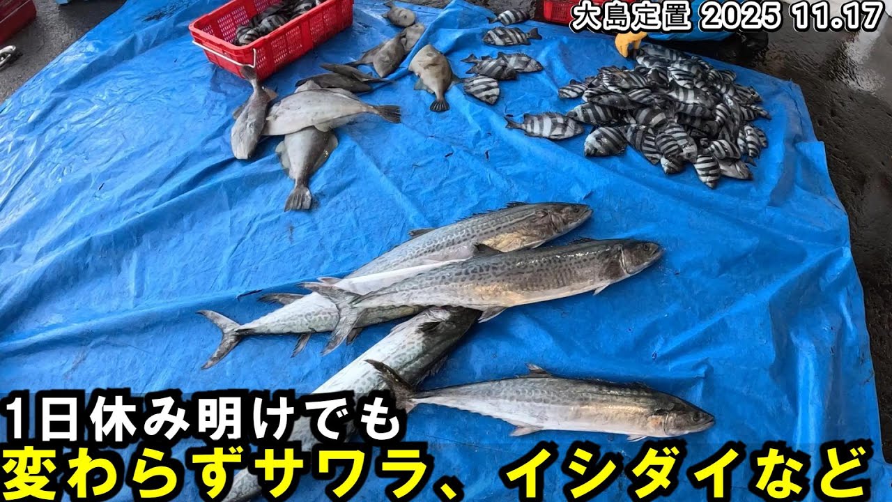Even after the holidays, the fish are still there. Wakasa Bay