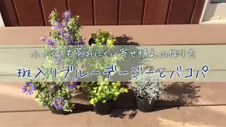 斑入りブルーデージーとバコパの寄せ植え【ウチ花】ブリキ製で小さくても蒸れにくい寄せ植えの作り方！