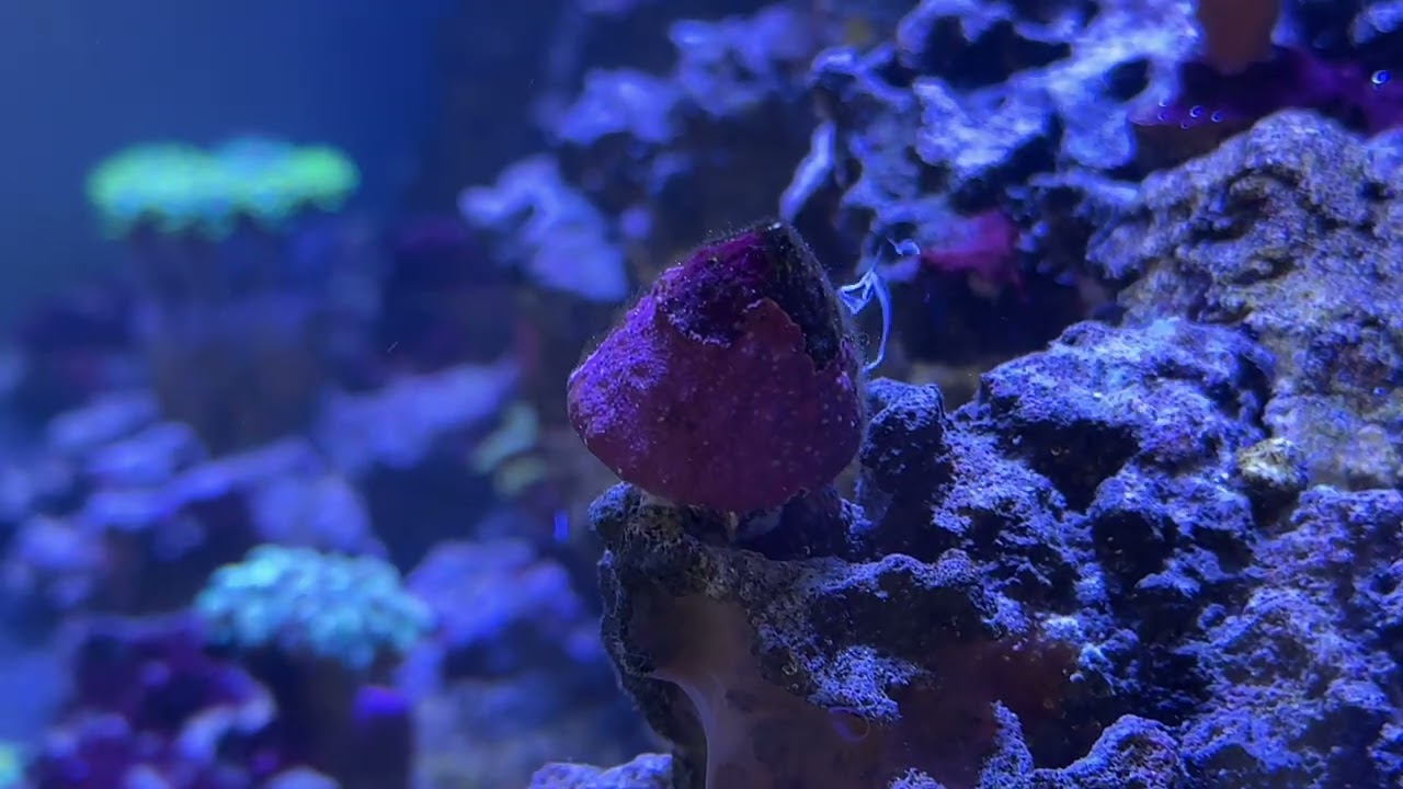 Trochus snail spawning