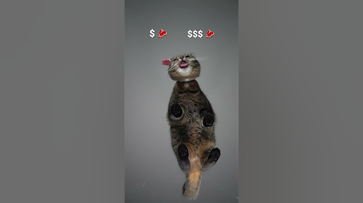 Purrfessional beef tester 🥩🐱 #cat #catasmr #wagyubeef #rawfeeding #beef #catshorts