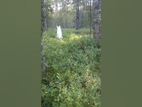 НЛО - YouTube