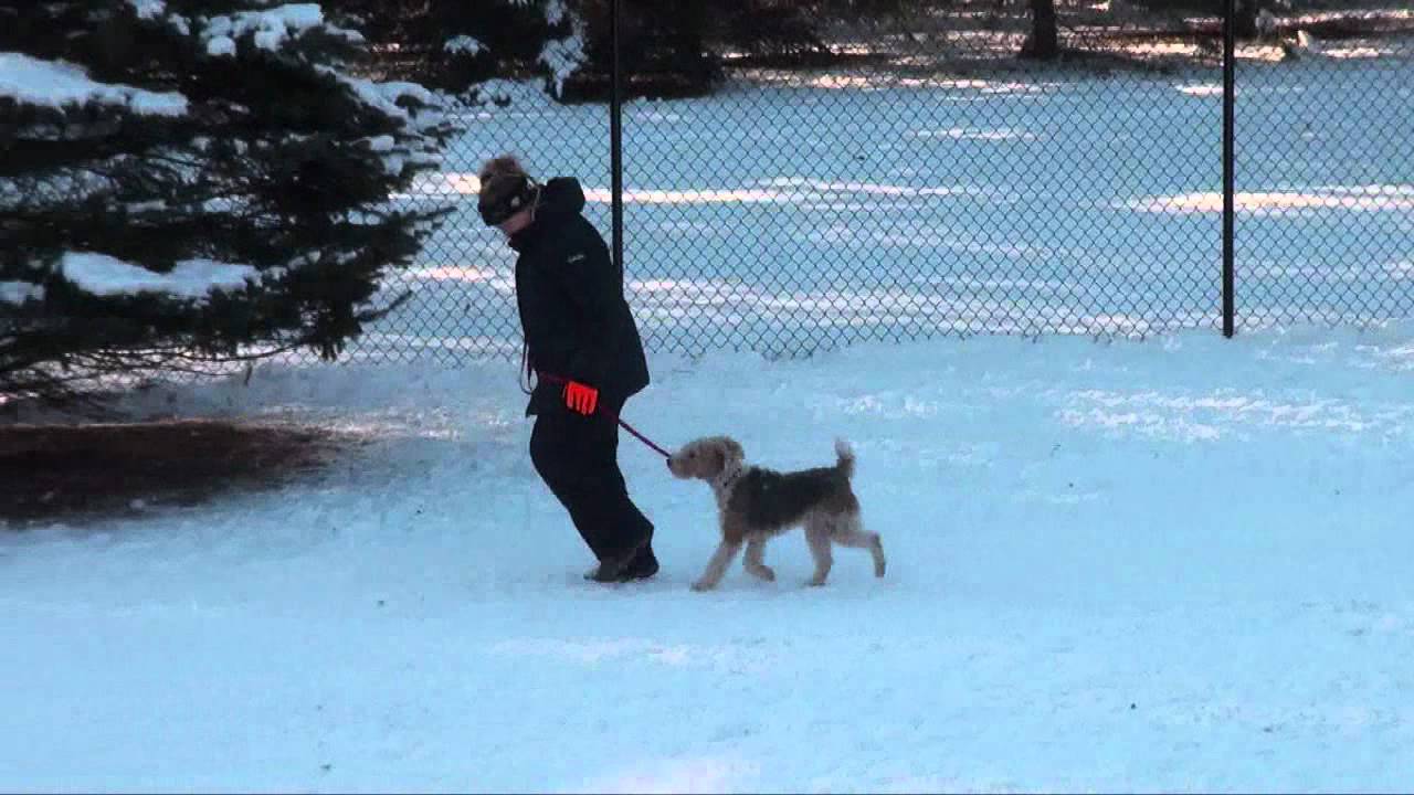 Huck (Fox Terrier) Obedience Dog Training Minnesota YouTube