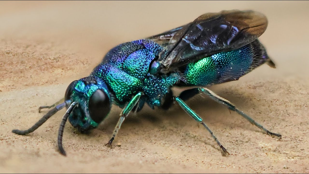 クロバネセイボウ 2023 - YouTube