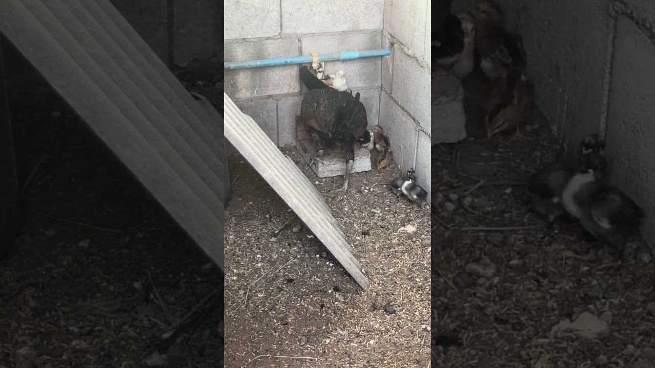 พามาชมลูกไก่ทางฟาร์มตอนนี้