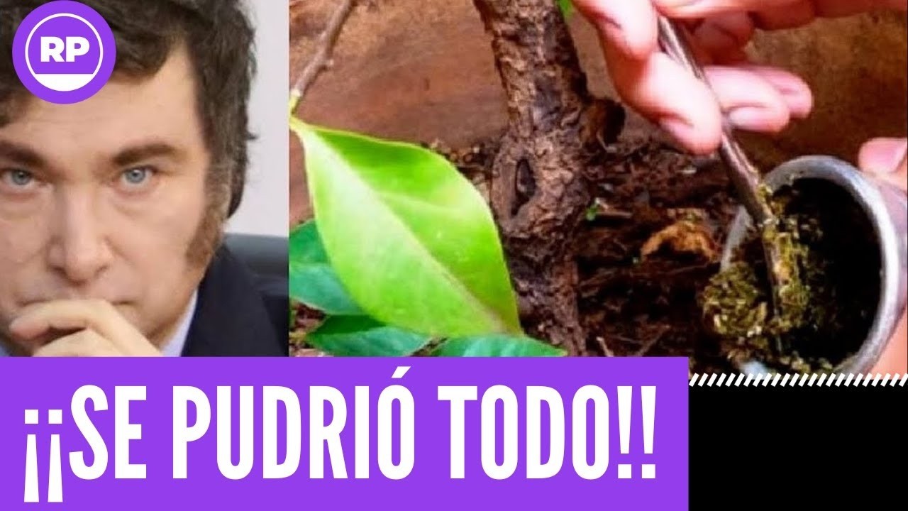 ¡¡¡URGENTE!!! LOS YERBATEROS SE PLANTAN CONTRA MILEI