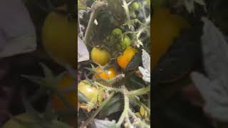 А вот и первый урожай томатов балконное жёлтое чудо!