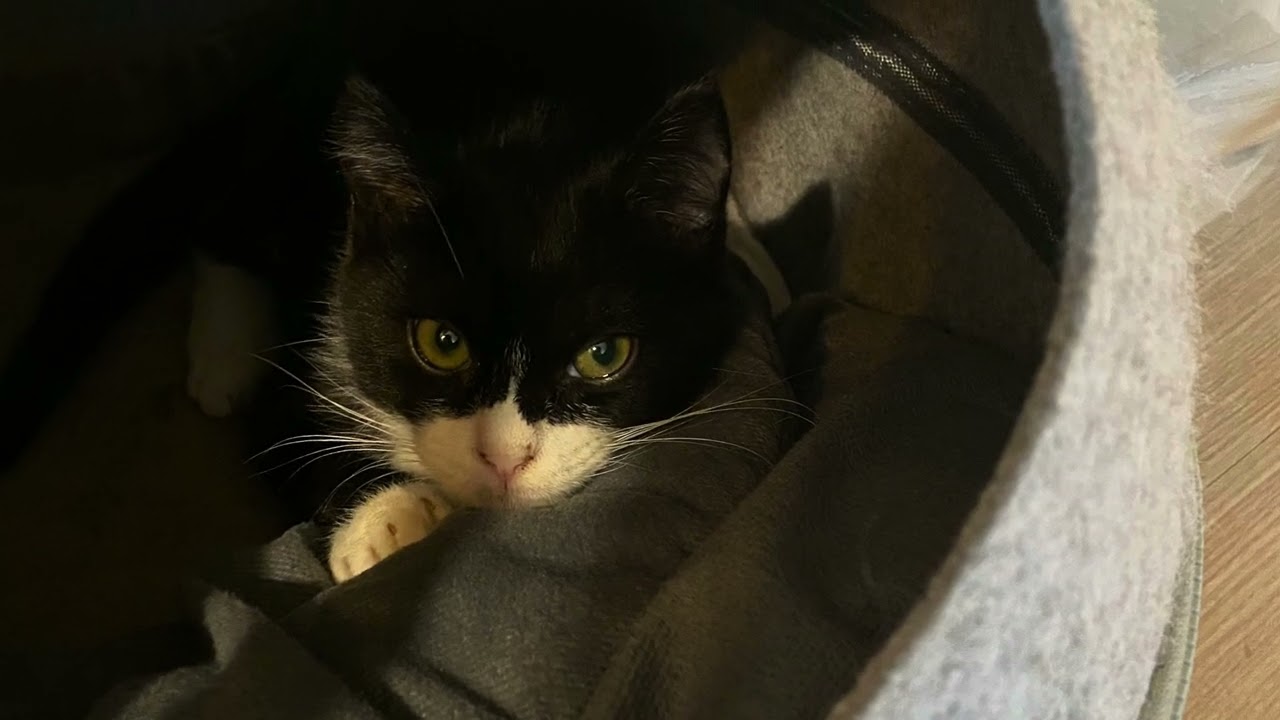 장애가 있던 반려묘 까미