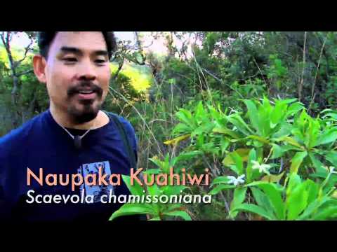 Nowhere Else on Earth: Indigenous Plants of Hawaii