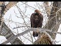 Golden eagles make eaglets in yellowstone