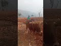 #goaw ko bull dozar