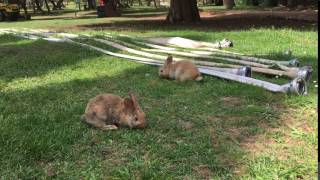 Bunnies munching on Lokrum Island