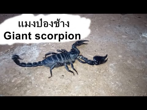 แมงป่องช้าง Giant scorpion บุกบ้าน