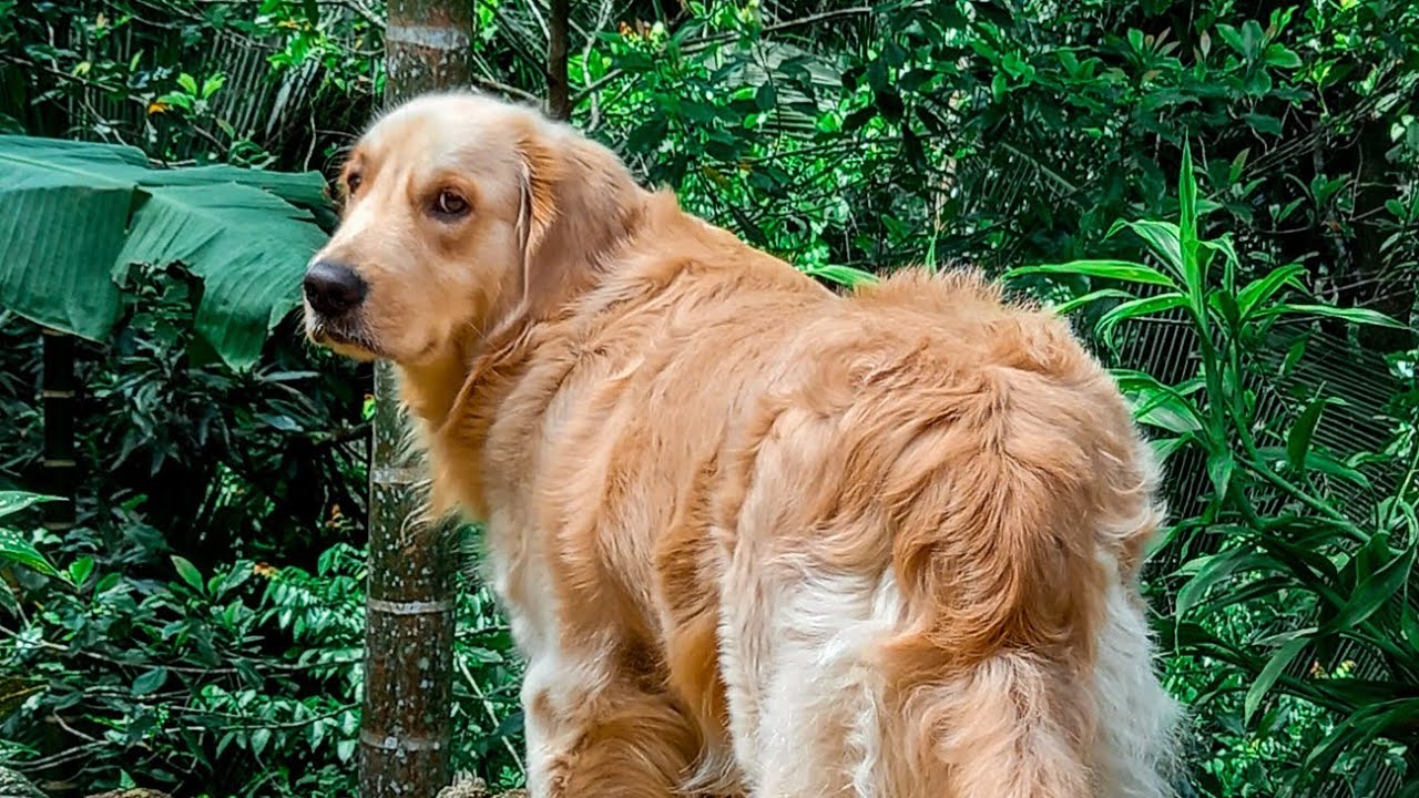 Car Road Trip in Sri Lanka 🇱🇰 | Beautiful Nature, Friends & Leo the Golden Retriever 🐶