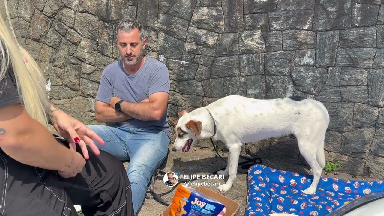 Quem abandona o cachorro assim⁉️ tristeza, confusão e a rua como destino