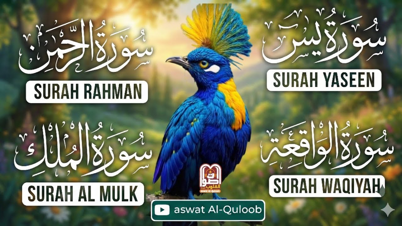 Surah Yasin, Ar-Rahman, Al-Waqiah & Al-Mulk | Calm & Soothing Quran Recitation