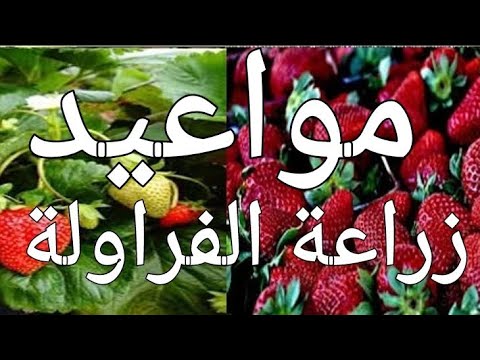 فيديو: المنطقة 8 نباتات الفراولة - اختيار الفراولة لحدائق المنطقة 8