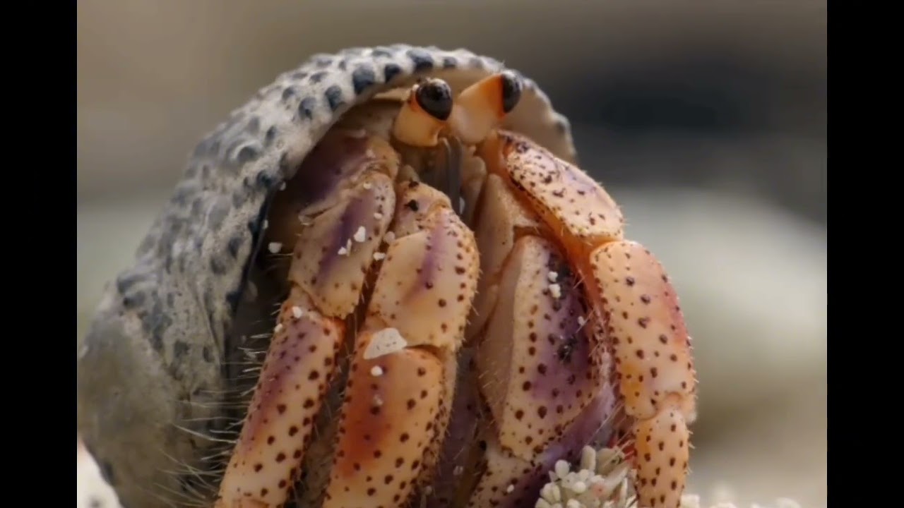 Arhitectul de Împrumut: Secretul Crabului care își schimbă casa în lanț!