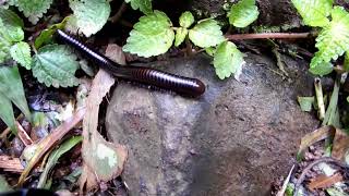 A Grenadian Millipede