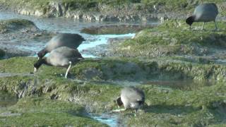 Albany Shorebirds - American Coot
