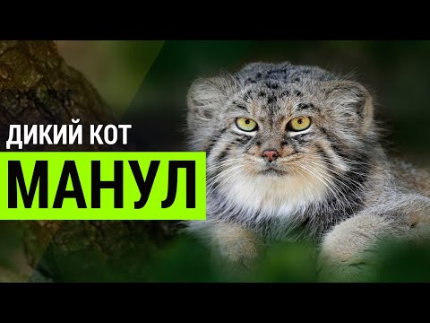 ▽ Коты, которых нельзя приручить. Манул - дикий охотник