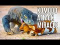 Komodo Attack Miracle : The Secret of the World&#39;s Oldest Predator