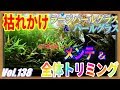 【60cmメイン水槽】枯れかけパールグラス&ラージパールグラス　メンテ&全体トリミング #138