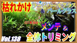 【60cmメイン水槽】枯れかけパールグラス&ラージパールグラス　メンテ&全体トリミング #138