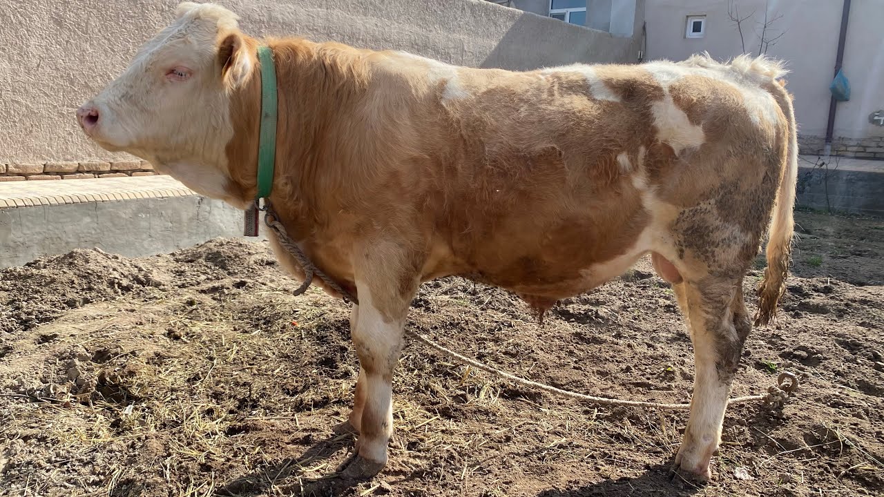 БОКИЛАДИГАН ЁШ НОВВОС ВА КОЧАР НАРХЛАРИ БОГОТ МОЛ БОЗОРИ САВДОЛАР ОЛАМИ НАРХЛАР КУТАРИЛДИ 