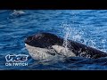 The Orca Uprising: The Real Story | VICE on Twitch