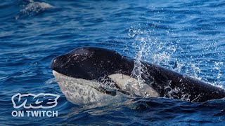 The Orca Uprising: The Real Story | VICE on Twitch
