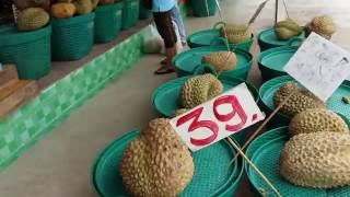 ทุเรียนหมอนทองใหญ่มาก durian cv