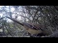 Shiny Cowbird (Molothrus bonariensis) chick being fed by adult Patagonian Mockingbird