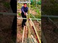 Traditional Bamboo Splitting Technique for Uniform Craft Strips #worker #process craftsmanship