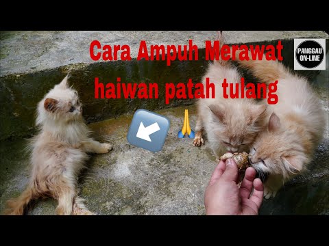 Video: Petua Teratas Untuk Kesiapsiagaan Kebakaran Haiwan Peliharaan