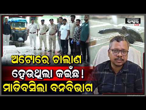 ମାଲକାନଗିରିରେ ୧୫୫ଟି ଦୁର୍ଲଭ ଫ୍ଲାପ୍-ସେଲ୍ କଇଁଛ ଜବତ, ଅଭିଯୁକ୍ତ ଫେରାର୍! 155 Rare Flap-Shell Turtles Seized