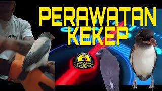 Download Lagu PERAWATAN BURUNG KEKEP MP3