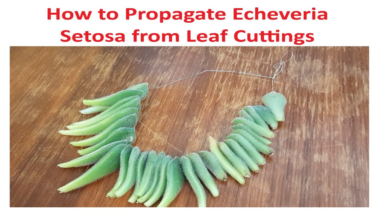 Echeveria Setosa - How to Propagate by Leaf Cuttings