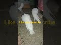 #viral #pigeon #trending #shorts