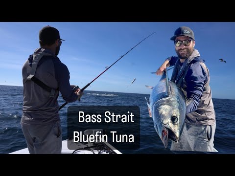 Bluefin Tuna - BASS STRAIT 