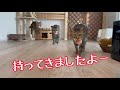 世界一礼儀正しい取ってこいをする猫がかわいい！