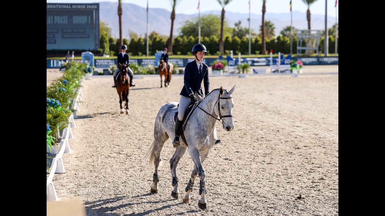 Cassirado BF - 9yr gelding (Cassini II - Diarado- Acorado) offered for sale