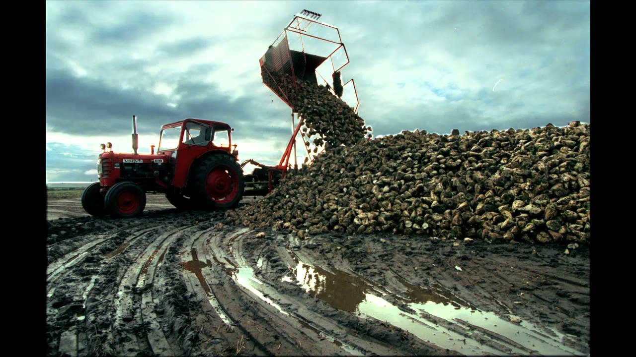 Skånska betor -- förr och nu