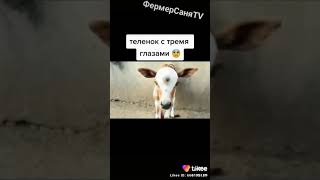 Теленок МУТАНТ ‼️‼️‼️ Смотреть всем🚩