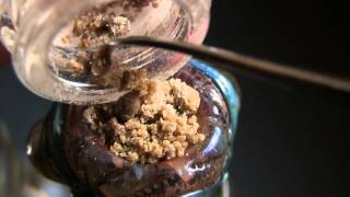 tokin daily: meltimus maximus