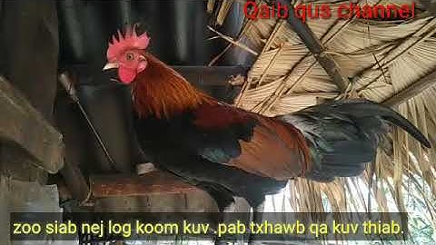 Suab Qaib qus Qua zoo dib tuaj 100% gà rừng gáy chuẩn 💯%