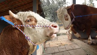 BAWEL & C4PER !! MICHAEL SUCCESSFULLY MAKES MAK SOIMAH ESM0SI JIWA - Jumbo Qurban Sapi