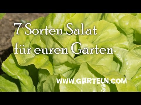 Video: Salatsorten: Sorten und Beschreibung