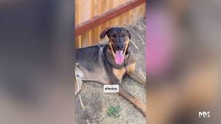 Meet Slink! | Marley's Mutts