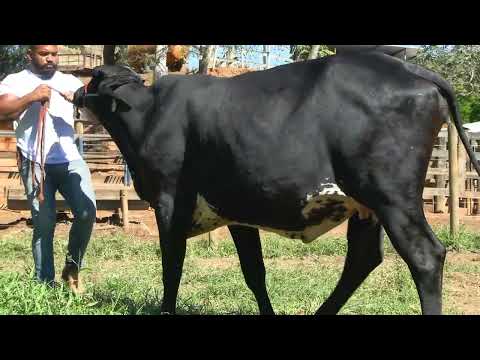 LOTE 15 • LEILÃO GIROLANDO CAIAPÓ • 2730CG