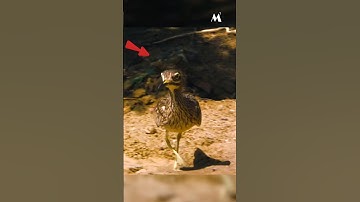 The Bird Guards The Crocodile